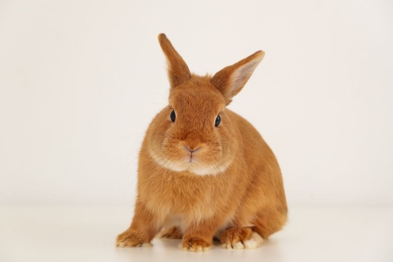 Rabbit Extermination