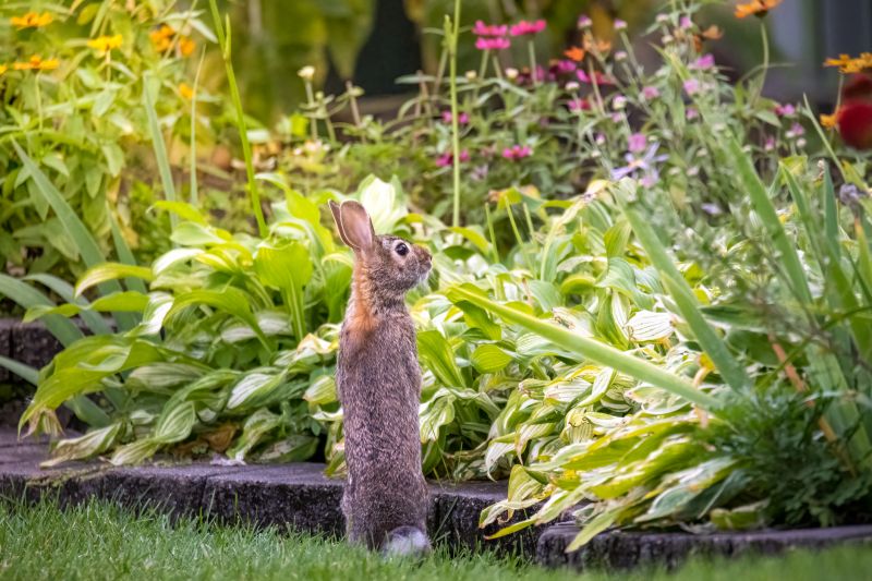 Rabbit Extermination