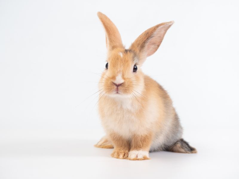 Rabbit Extermination