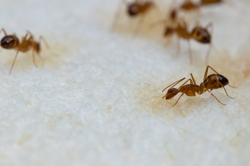 Ants Extermination Service in Denton, TX