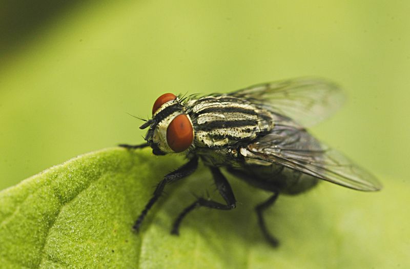 Fly Extermination in Denton, TX