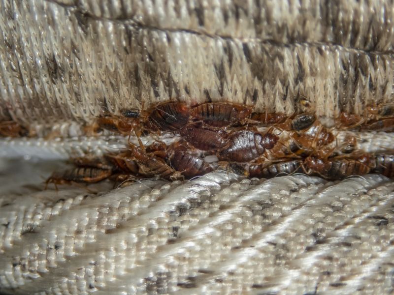 Bed Bug Cluster