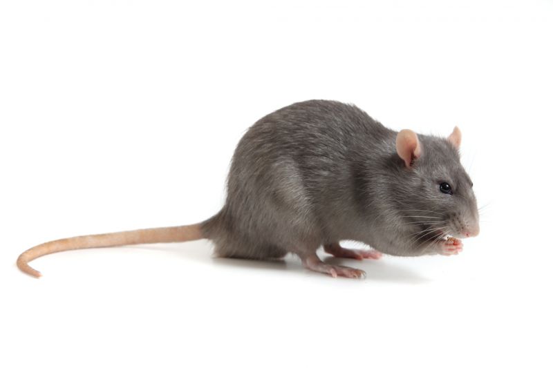 How Rodents Damage Homes