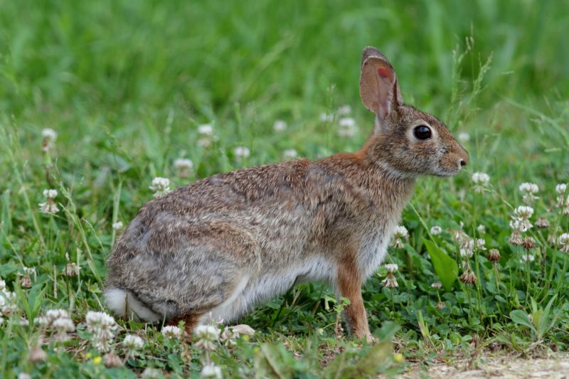 Extermination Results