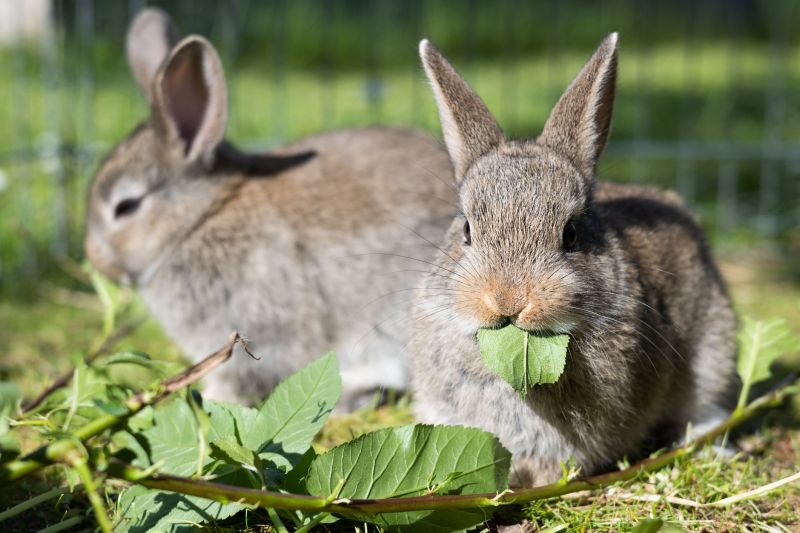 Winter Rabbit Behavior