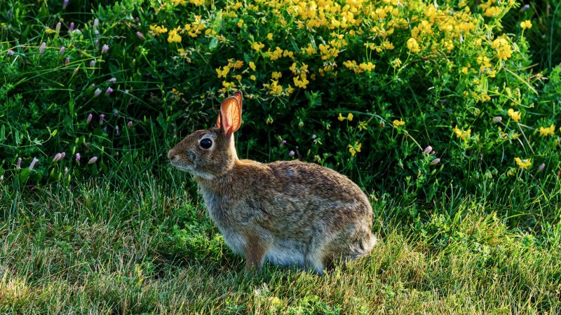 Rabbit Control Strategies