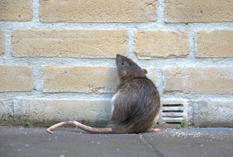 Rat Fumigation Service in Fredericksburg, VA