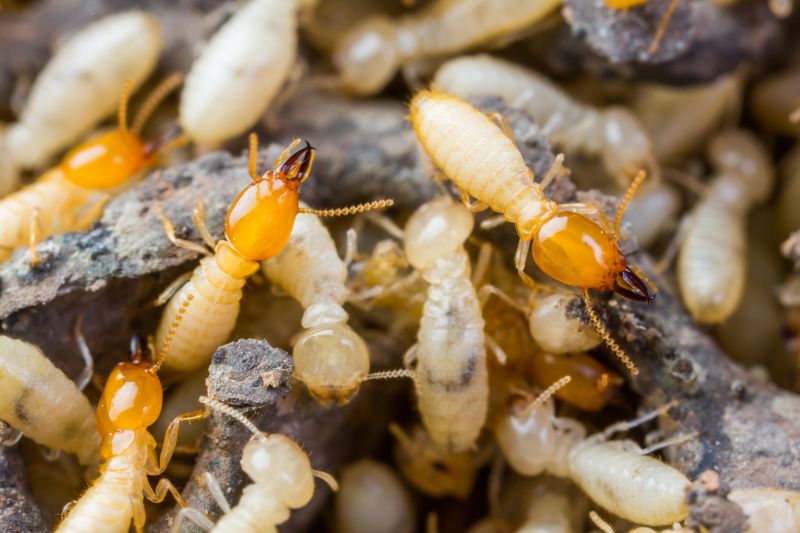 Termite Tenting in Cumming, GA