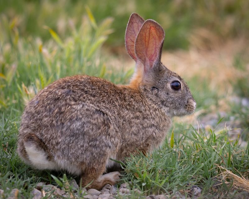 Why Rabbits Nest Under Decks And Sheds-How Removal Services Address It