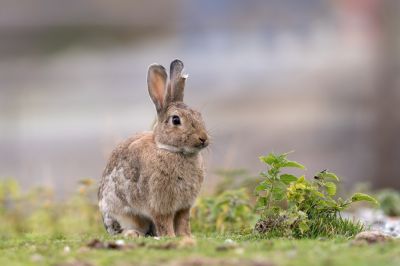 Control Rabbit Populations!